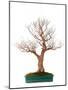 Bonsai-Fabio Petroni-Mounted Photographic Print