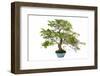 Bonsai-Fabio Petroni-Framed Photographic Print