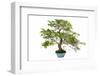 Bonsai-Fabio Petroni-Framed Photographic Print