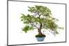 Bonsai-Fabio Petroni-Mounted Photographic Print