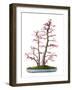 Bonsai-Fabio Petroni-Framed Photographic Print