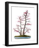 Bonsai-Fabio Petroni-Framed Photographic Print