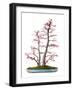 Bonsai-Fabio Petroni-Framed Photographic Print