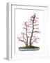 Bonsai-Fabio Petroni-Framed Photographic Print