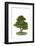 Bonsai-Fabio Petroni-Framed Photographic Print