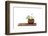 Bonsai-Fabio Petroni-Framed Photographic Print