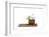 Bonsai-Fabio Petroni-Framed Photographic Print