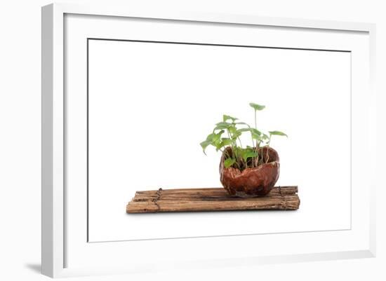 Bonsai-Fabio Petroni-Framed Photographic Print