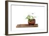 Bonsai-Fabio Petroni-Framed Photographic Print