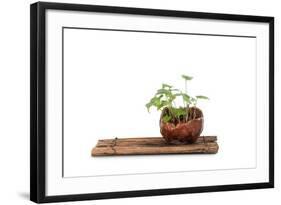 Bonsai-Fabio Petroni-Framed Photographic Print