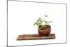 Bonsai-Fabio Petroni-Mounted Photographic Print