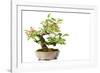 Bonsai-Fabio Petroni-Framed Photographic Print