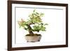 Bonsai-Fabio Petroni-Framed Photographic Print