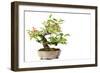 Bonsai-Fabio Petroni-Framed Photographic Print