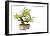 Bonsai-Fabio Petroni-Framed Photographic Print