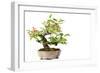 Bonsai-Fabio Petroni-Framed Photographic Print