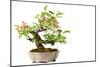 Bonsai-Fabio Petroni-Mounted Photographic Print