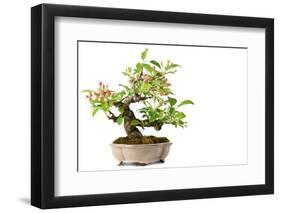 Bonsai-Fabio Petroni-Framed Photographic Print