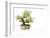 Bonsai-Fabio Petroni-Framed Photographic Print