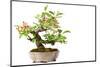 Bonsai-Fabio Petroni-Mounted Photographic Print