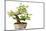 Bonsai-Fabio Petroni-Mounted Photographic Print