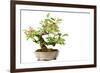 Bonsai-Fabio Petroni-Framed Photographic Print