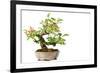 Bonsai-Fabio Petroni-Framed Photographic Print