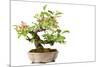 Bonsai-Fabio Petroni-Mounted Photographic Print