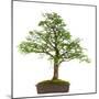 Bonsai-Fabio Petroni-Mounted Photographic Print