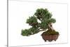 Bonsai-Fabio Petroni-Stretched Canvas