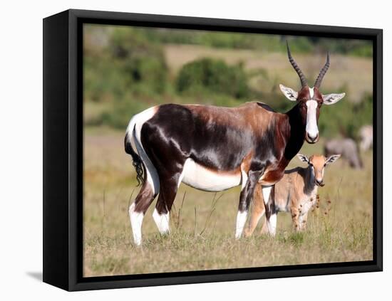 Bontebok Antelope and Baby-Four Oaks-Framed Stretched Canvas