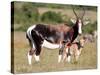 Bontebok Antelope and Baby-Four Oaks-Stretched Canvas