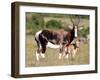 Bontebok Antelope and Baby-Four Oaks-Framed Photographic Print