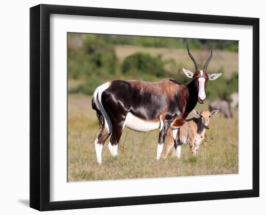 Bontebok Antelope and Baby-Four Oaks-Framed Photographic Print