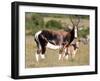 Bontebok Antelope and Baby-Four Oaks-Framed Photographic Print