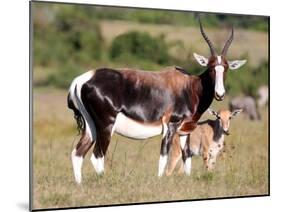 Bontebok Antelope and Baby-Four Oaks-Mounted Photographic Print