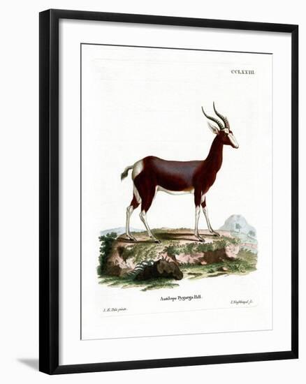 Bontebok-null-Framed Giclee Print