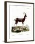 Bontebok-null-Framed Giclee Print