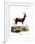 Bontebok-null-Framed Giclee Print