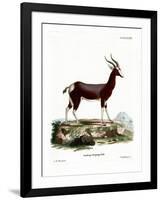 Bontebok-null-Framed Giclee Print