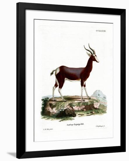 Bontebok-null-Framed Giclee Print