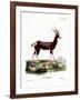 Bontebok-null-Framed Giclee Print