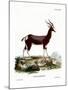 Bontebok-null-Mounted Giclee Print