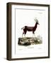 Bontebok-null-Framed Giclee Print