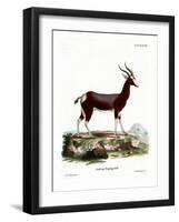 Bontebok-null-Framed Giclee Print