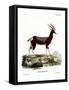 Bontebok-null-Framed Stretched Canvas