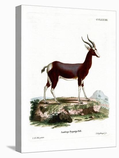 Bontebok-null-Stretched Canvas