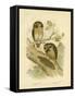 Boobook Owl, 1891-Gracius Broinowski-Framed Stretched Canvas