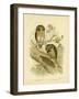 Boobook Owl, 1891-Gracius Broinowski-Framed Giclee Print