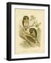 Boobook Owl, 1891-Gracius Broinowski-Framed Giclee Print